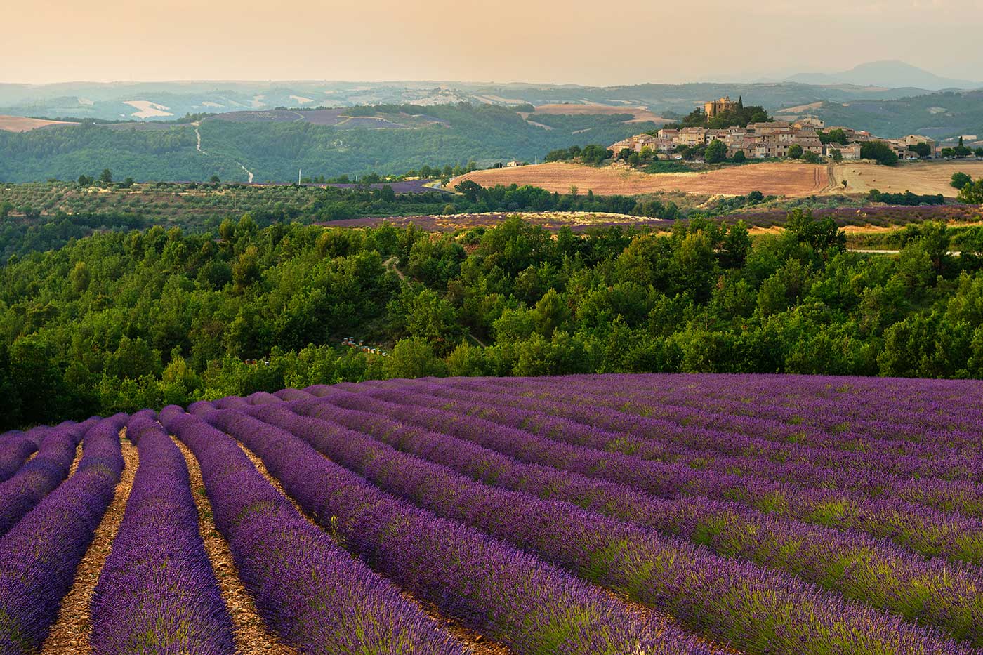 Lavendelfelder Provence